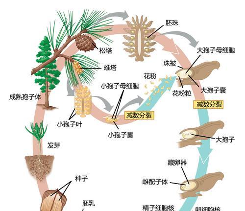 小森生活（解密游戏中的隐藏任务）